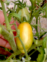 post-37242-0-08912400-1400745084_thumb.p