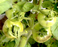 post-37242-0-31909200-1400745282_thumb.p