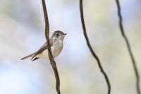 post-61254-0-01771000-1401099347_thumb.j