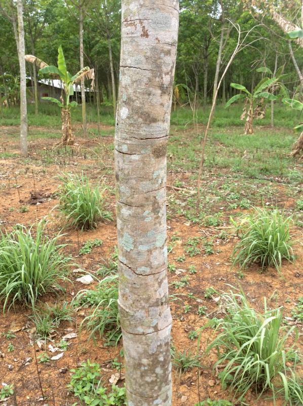 post-109118-0-26066300-1432123038_thumb.