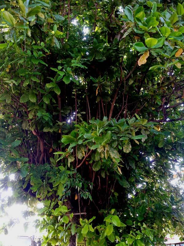 post-146250-0-87362200-1431086436_thumb.