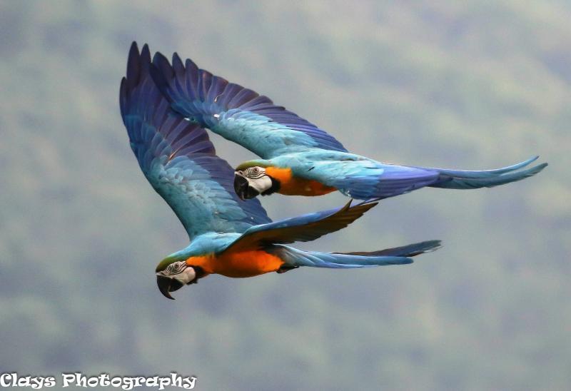 post-175138-0-87878100-1431319842_thumb.