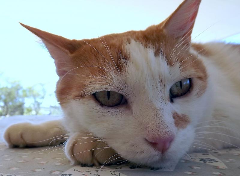 post-231841-0-40058100-1432640722_thumb.