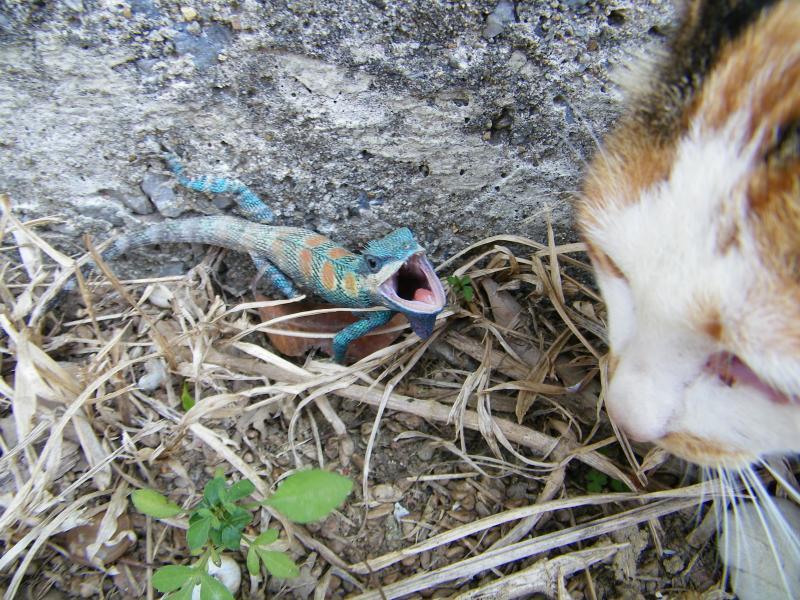 post-232120-0-67467100-1431316767_thumb.