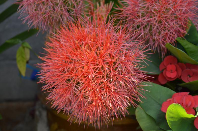 post-237730-0-09260700-1432464547_thumb.