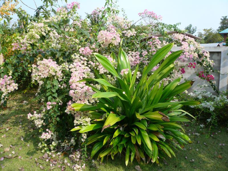 post-237730-0-09365100-1432799623_thumb.