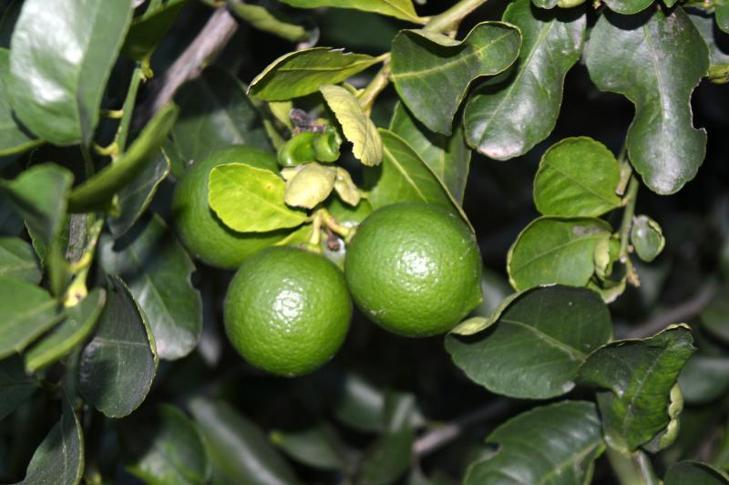 post-237730-0-28442400-1433067535_thumb.