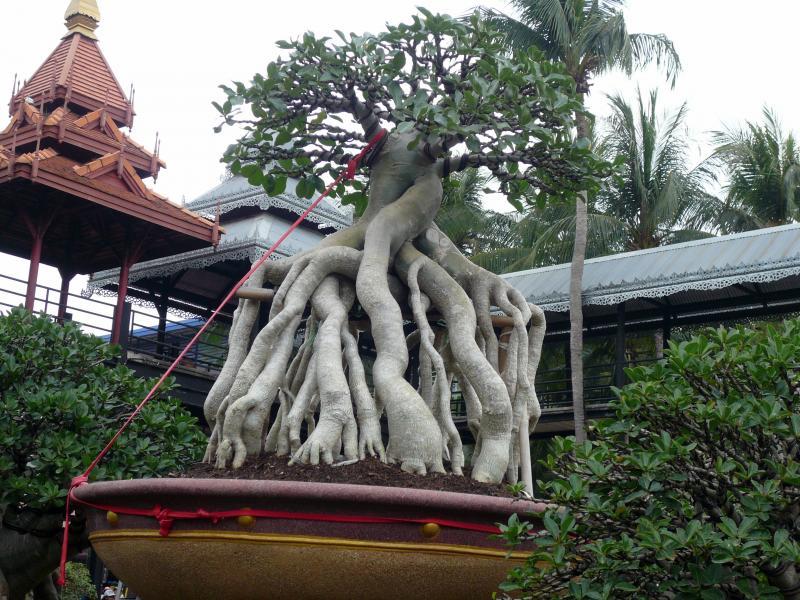 post-237730-0-39877000-1432185846_thumb.