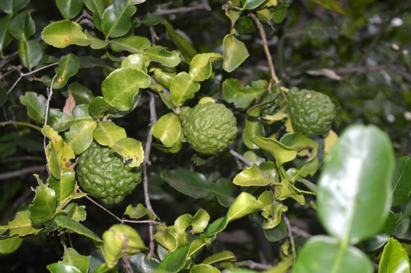 post-237730-0-47208000-1433068095_thumb.