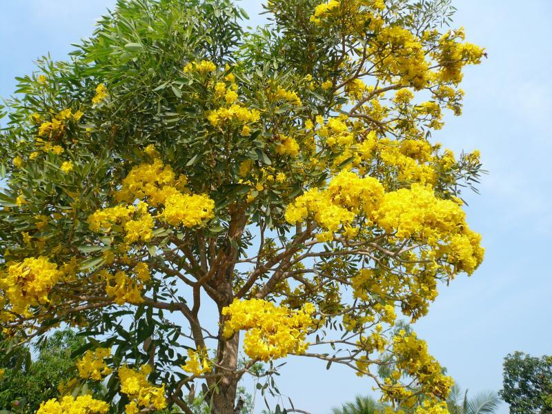 post-237730-0-51272100-1432799688_thumb.