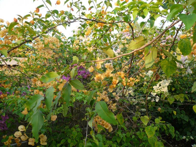 post-237730-0-58424500-1432799557_thumb.