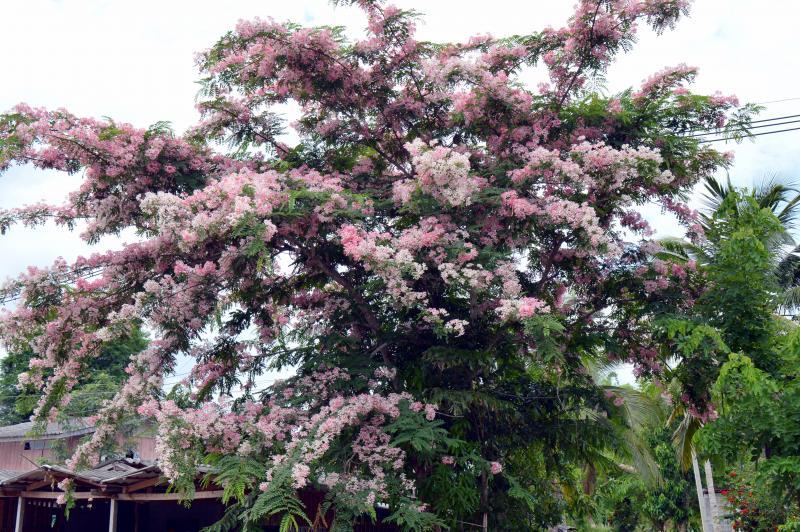 post-237730-0-59854700-1432463001_thumb.