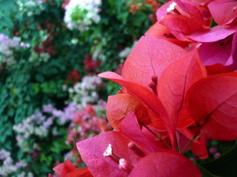 post-237730-0-71899200-1431846951_thumb.