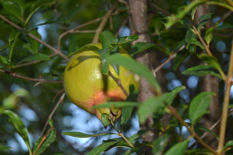 post-237730-0-74225900-1433068435_thumb.