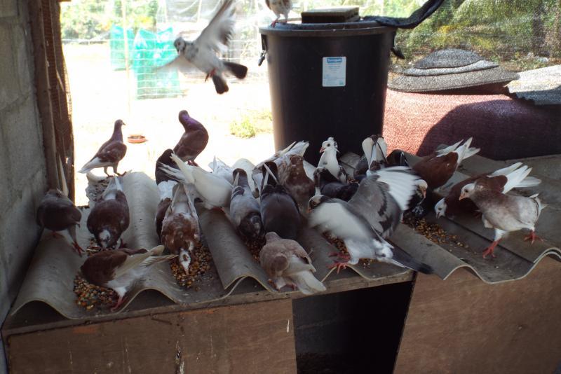 post-32351-0-19260800-1431133965_thumb.j