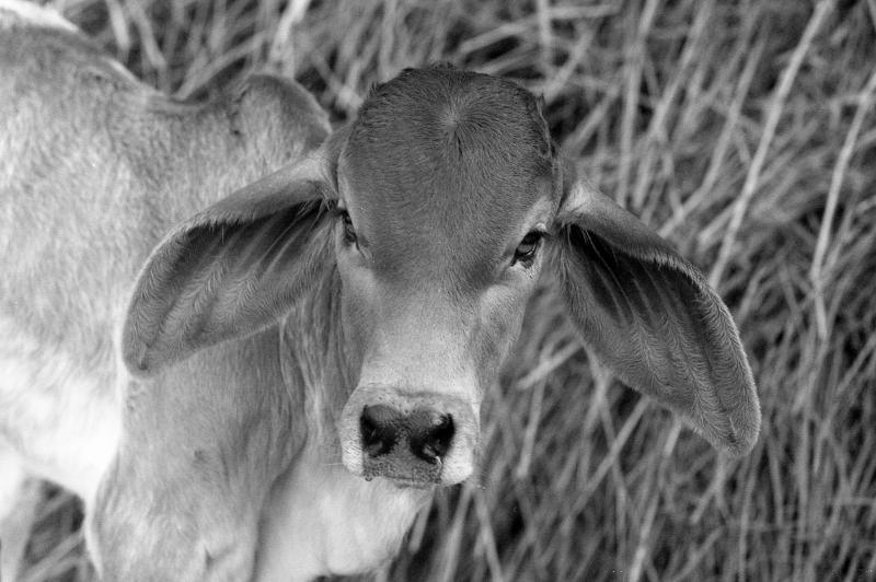 post-54430-0-84161700-1431665246_thumb.j