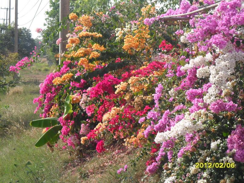 post-67253-0-74453400-1431399587_thumb.j