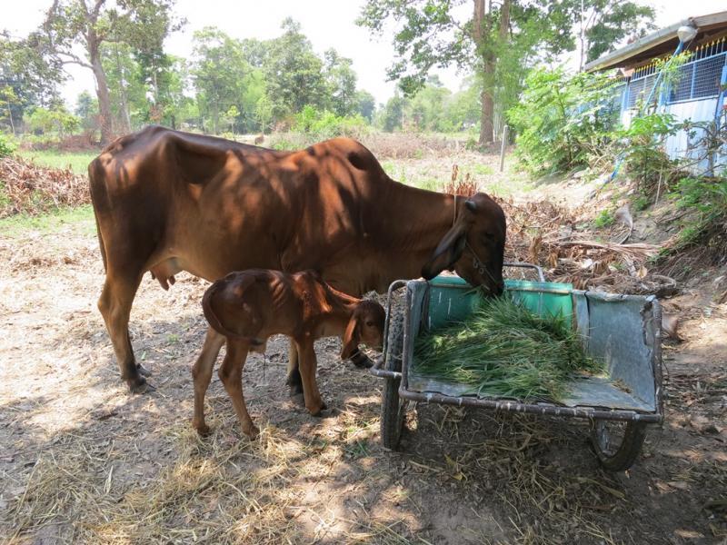 post-1136-0-07260500-1462608854_thumb.jp