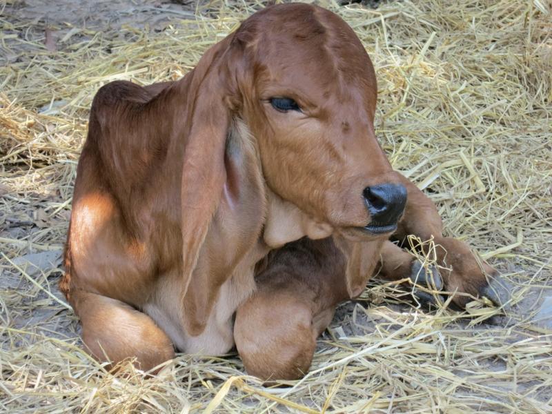 post-1136-0-52183200-1462608912_thumb.jp