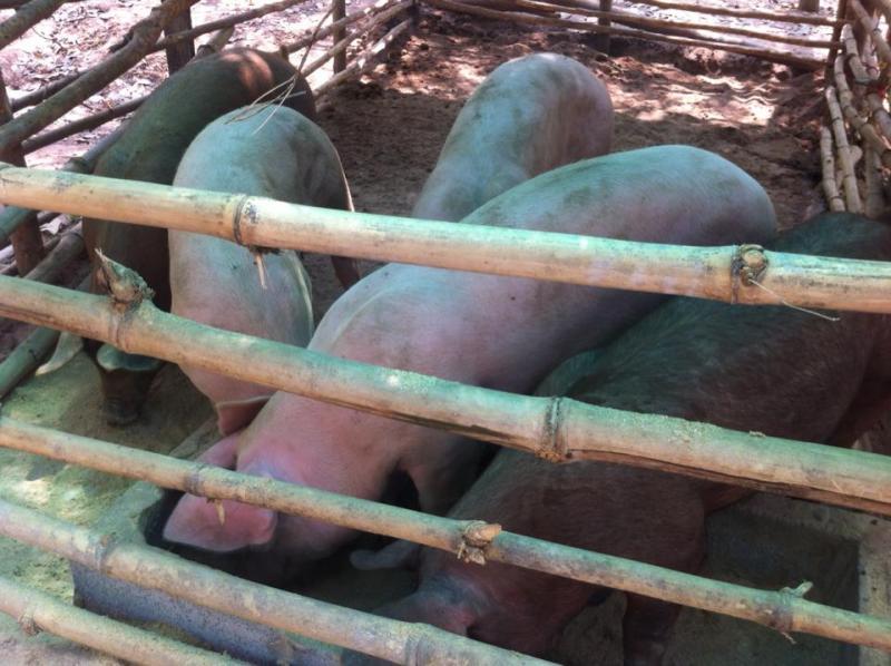 post-126208-0-75753700-1463057376_thumb.