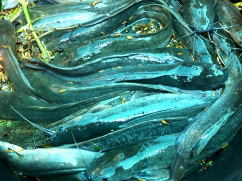 post-126208-0-81452500-1463057881_thumb.