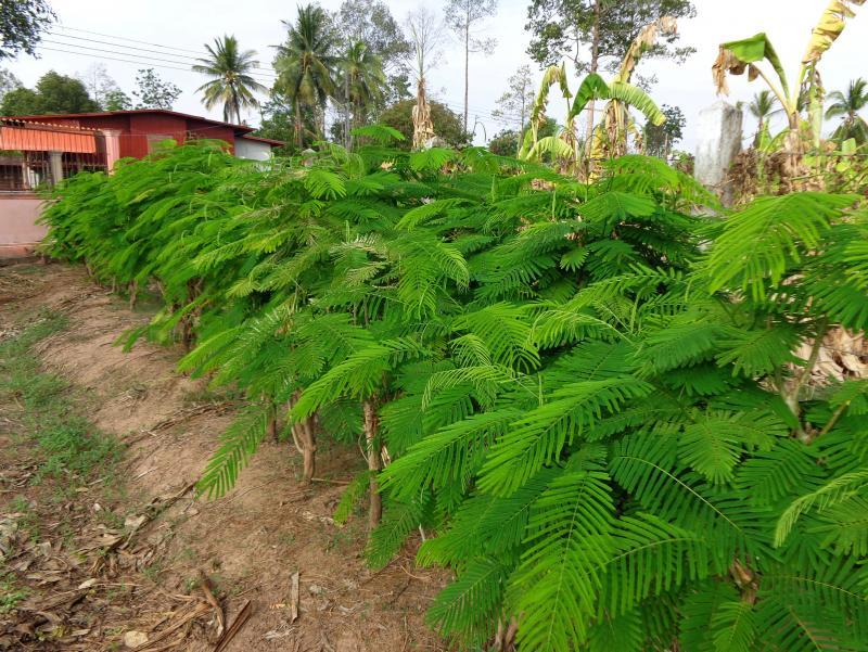 post-140056-0-07349000-1464244173_thumb.