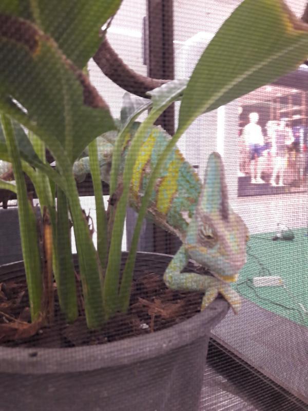 post-167660-0-43879300-1462880093_thumb.