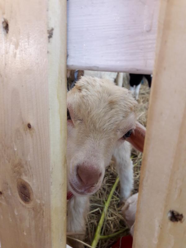 post-167660-0-83354400-1462880058_thumb.