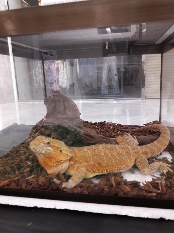 post-167660-0-87184200-1462880136_thumb.