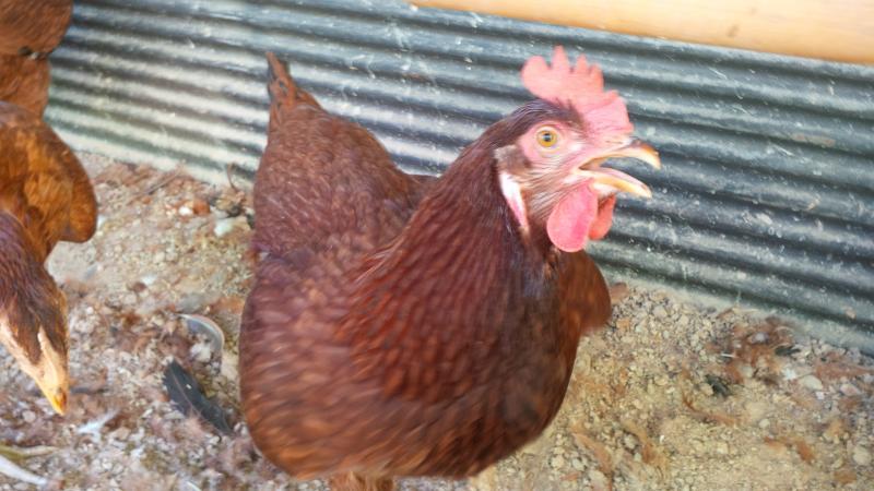 post-175342-0-10285800-1463191867_thumb.