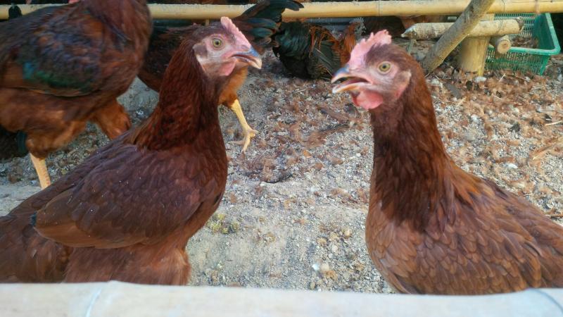 post-175342-0-25996900-1463191774_thumb.