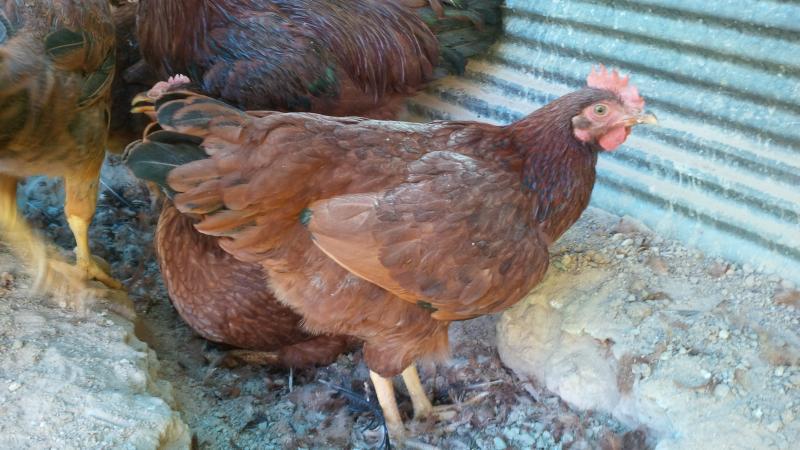 post-175342-0-27825100-1463191844_thumb.