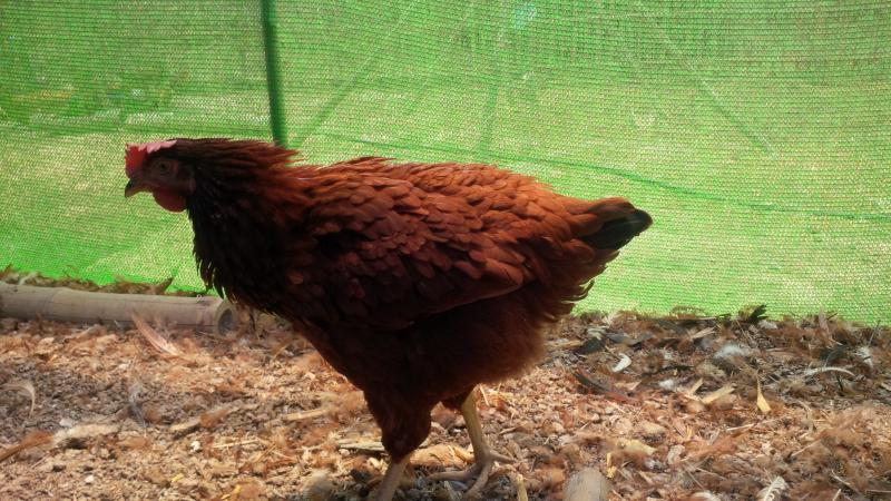 post-175342-0-38733900-1463191755_thumb.