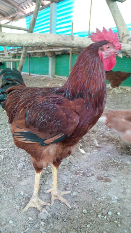 post-175342-0-44118000-1463710132_thumb.