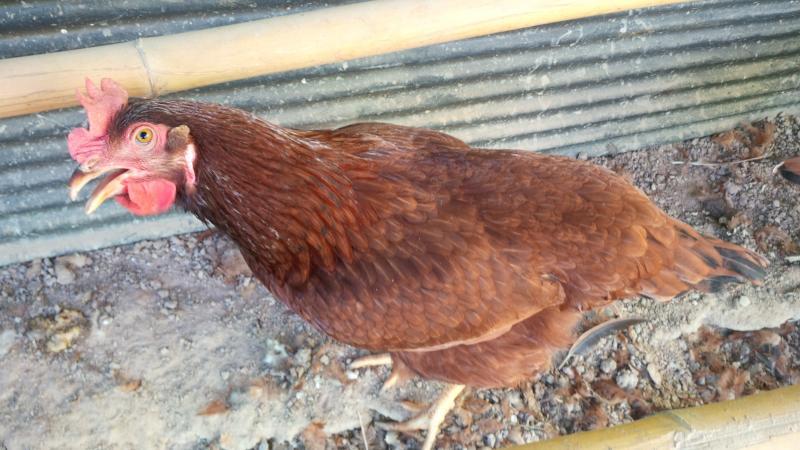 post-175342-0-51245200-1463191829_thumb.