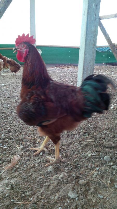 post-175342-0-56226300-1463710116_thumb.