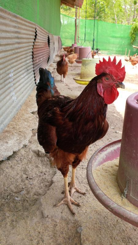 post-175342-0-73750700-1463710157_thumb.