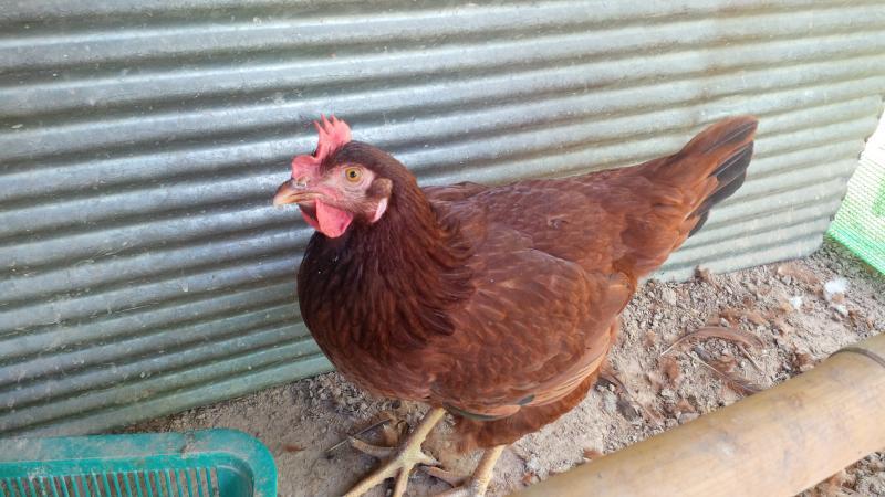 post-175342-0-73977800-1463191904_thumb.