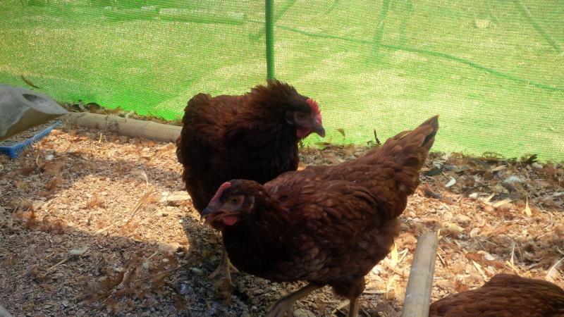 post-175342-0-74034000-1463191798_thumb.