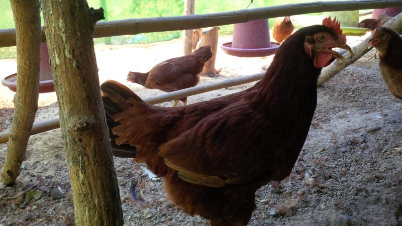 post-175342-0-81822200-1463191815_thumb.