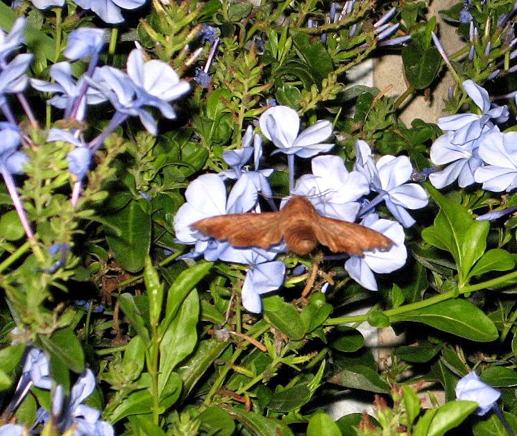 post-216783-0-19677700-1462728738_thumb.