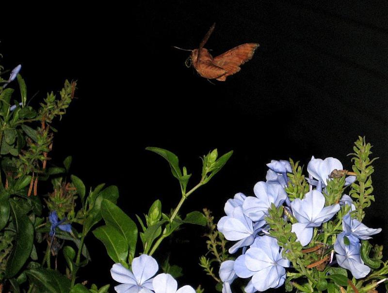 post-216783-0-54925500-1462728740_thumb.