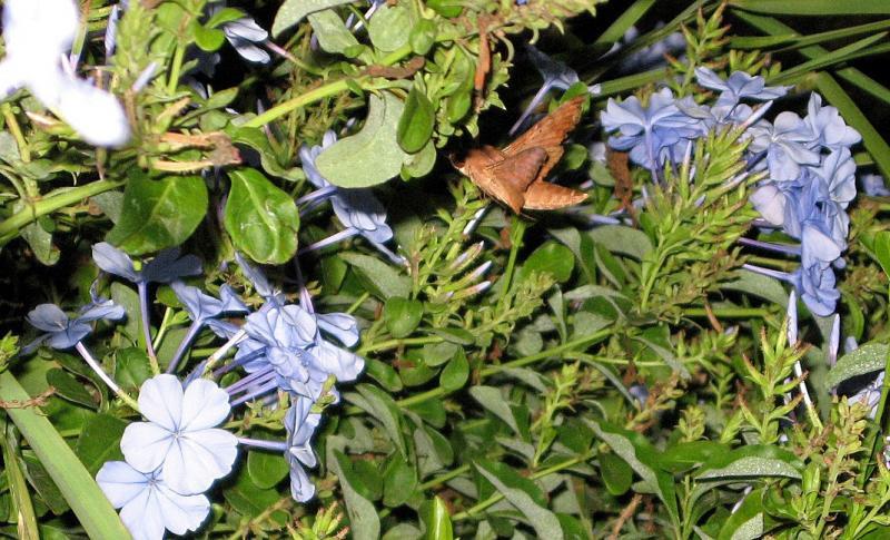 post-216783-0-61946200-1462728735_thumb.