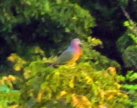 post-216783-0-65517100-1462366163_thumb.