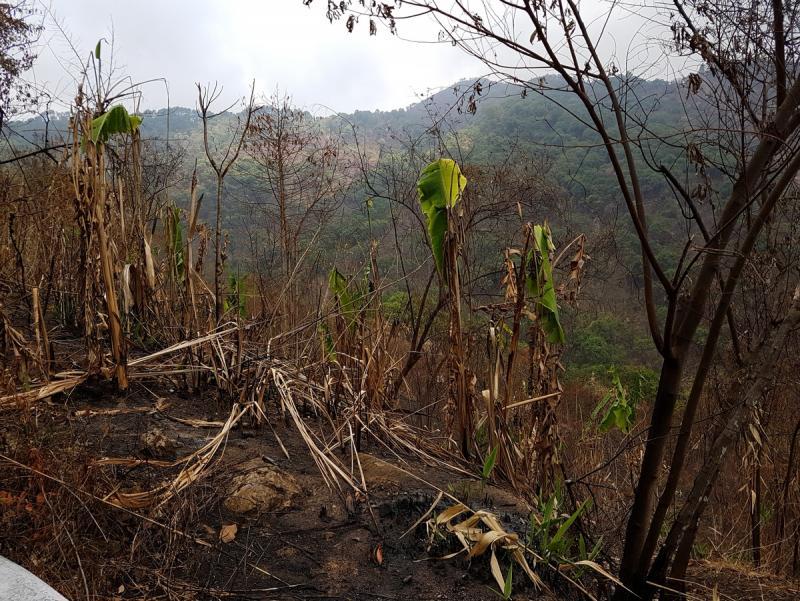 post-231138-0-23499500-1463313864_thumb.