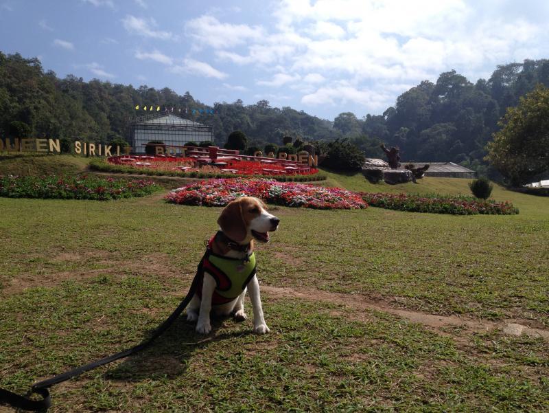 post-237692-0-25087800-1463537744_thumb.