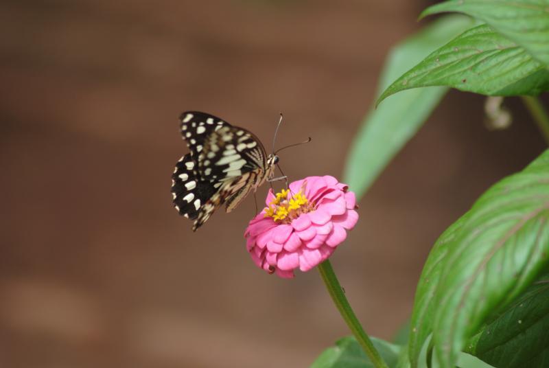 post-253082-0-54936100-1463455610_thumb.