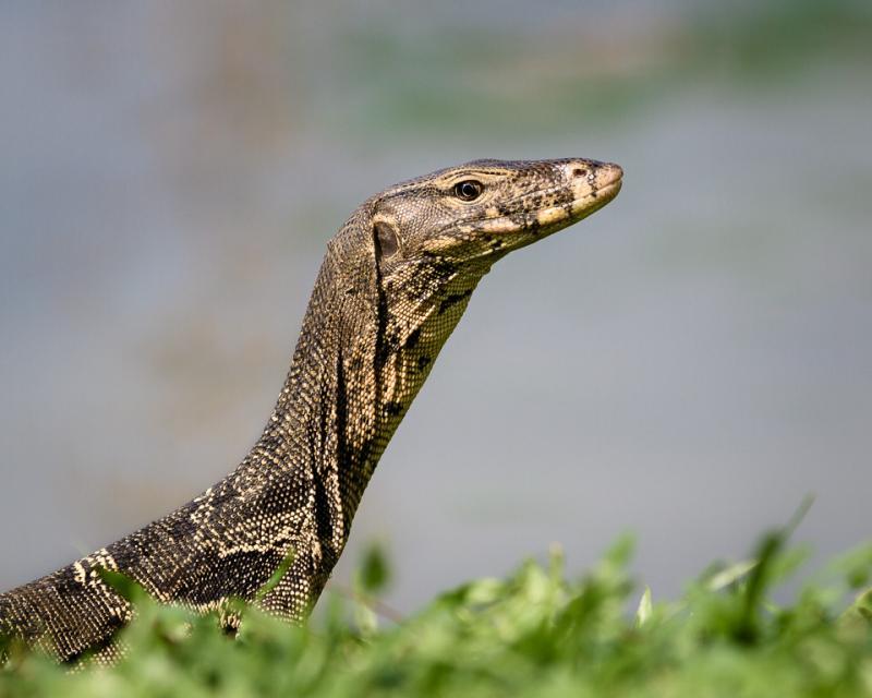 post-258303-0-17028100-1464587720_thumb.