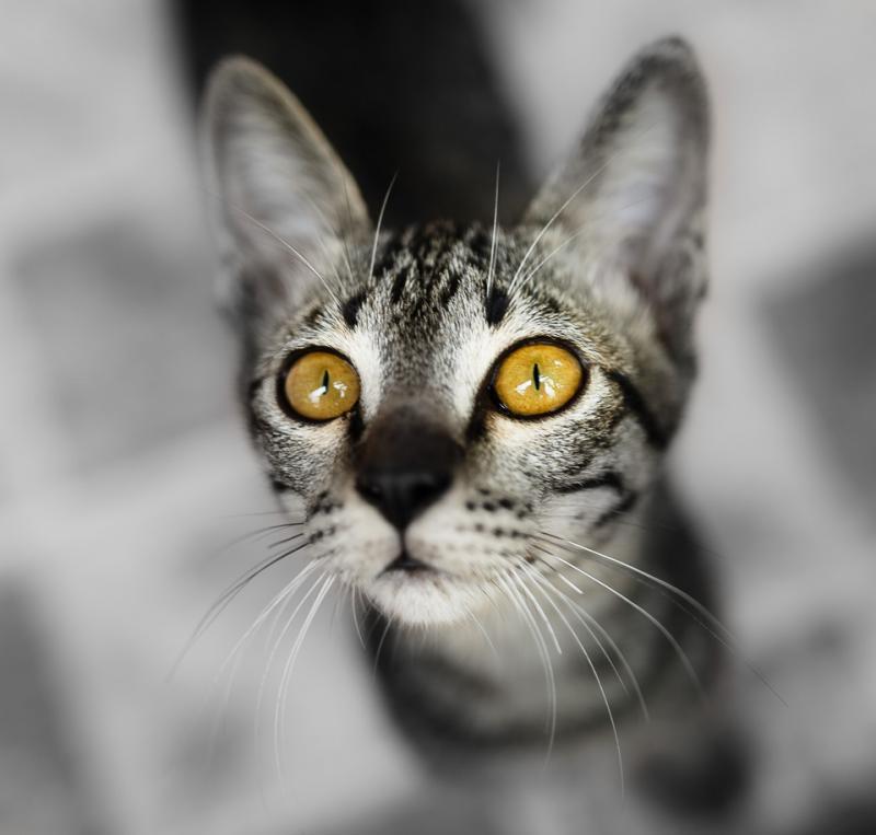 post-258303-0-73713700-1462429431_thumb.