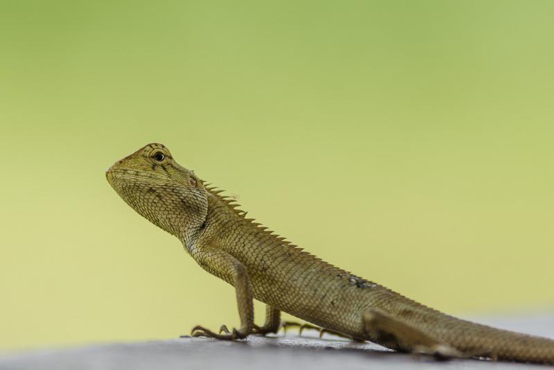 post-258303-0-88877800-1464587942_thumb.